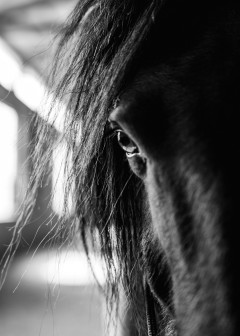 Pexels botanphotography 30136905